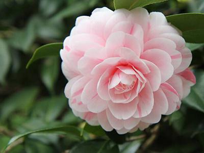 种子的种植方法，种子怎么种（怎么种花种子才会发芽）