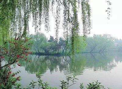 各种花的花语寓意及图片，各种花的花语寓意及图片欣赏（100种花的花语：养养眼）