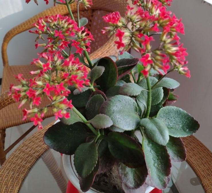 秋天的植物有哪些，9大适合秋天种的植物（4种花卉植物养在秋天）