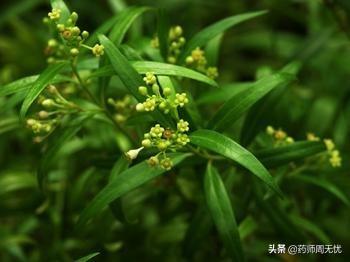 白前的功效与作用，白前的功效！（白话中药——白前）