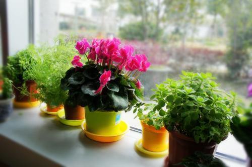 过年在家里放哪种鲜花寓意好，喜迎春节做准备