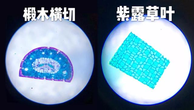 儿童科学探索显微镜，启发孩子科学探索思维