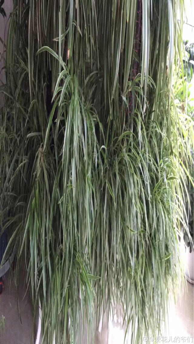 吊兰怎么养才能更旺盛，吊兰叶子尖发黄干枯什么原因（敲个鸡蛋埋土里）