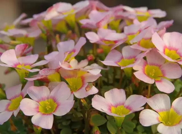 绿萝好养吗,绿萝怎样栽培(绿萝竟然排在倒数第1) 绿萝好养吗,绿萝怎样栽培(绿萝竟然排在倒数第1)