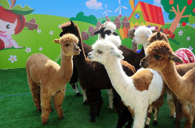 杭州必去的景点，杭州旅游必去景点推荐（杭州旅游十大必去打卡景点）