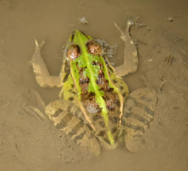 世界上有几种蛙类.，世界上有几种蛙类名字（赣南农村的几种常见青蛙）