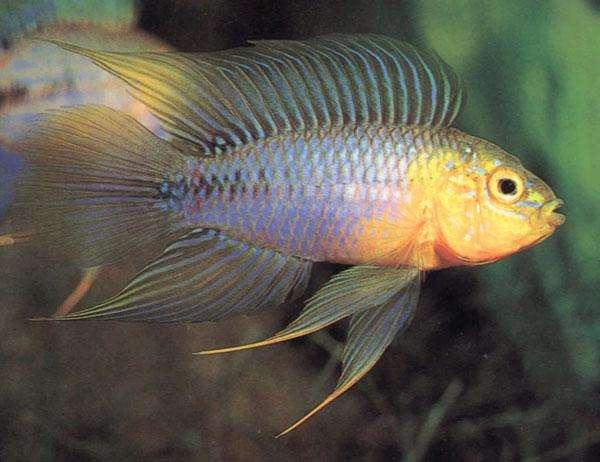 【胡子鱼】黄金大胡子鱼的繁殖简介，黄金大胡子鱼产地（与迷你鹦鹉鱼生活习性相近的）