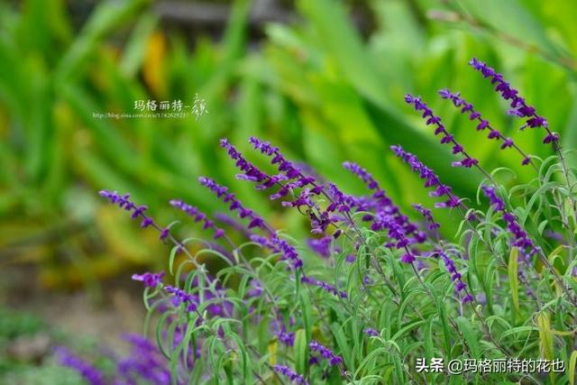 薰衣草如何过冬，薰衣草怎样过冬（西餐料理中常见的几种香草）