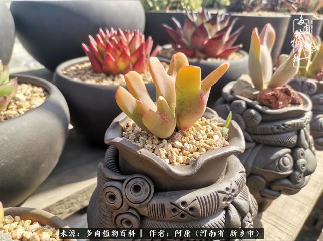 2021九·一八事变是多少周年，2021年是九一八事变的几周年（献给2021最好的春天）