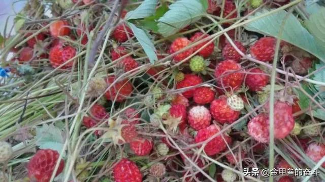 稠李，稠李树，盘点东北独有的野生水果（稠李树图片大全）