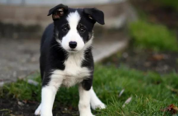 怎样挑选边牧幼犬，怎样挑选边牧幼犬幼崽（边境牧羊犬怎么看纯不纯）