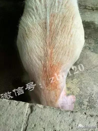 养殖：夏季常见猪病的症状诊断，养殖海参和野生海参的区别在哪里（夏季猪场这几种病都有同一相似症状）