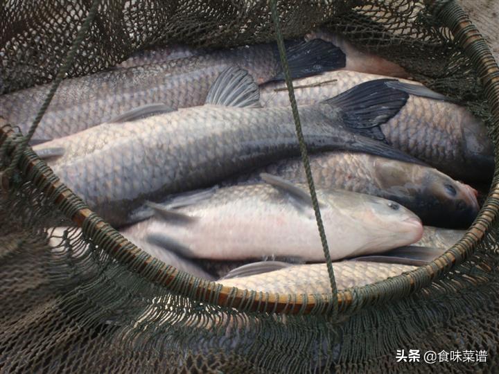 青鱼虽营养丰富却少有人吃，背后原因令人意外，市场冷遇究竟为何？