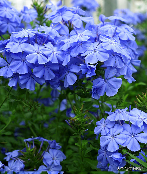 蓝雪花几月份开花，蓝雪花是几月开花（阳台开成“花园”）