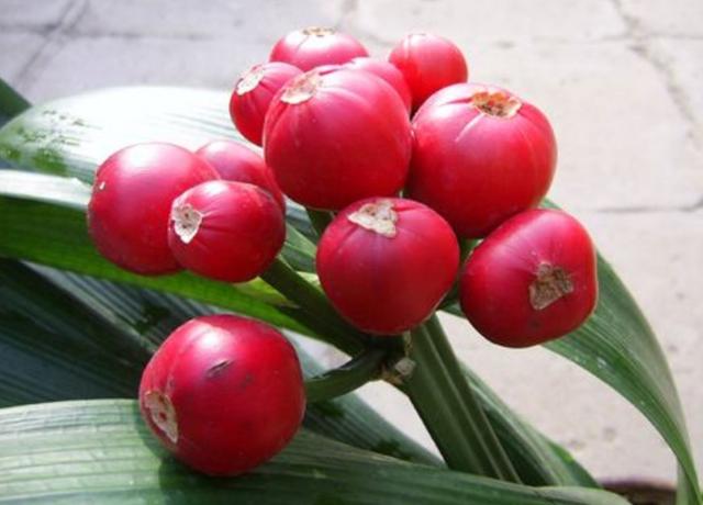 君子兰种子怎么种，君子兰种子种植方法（5个步骤就能长出小苗）