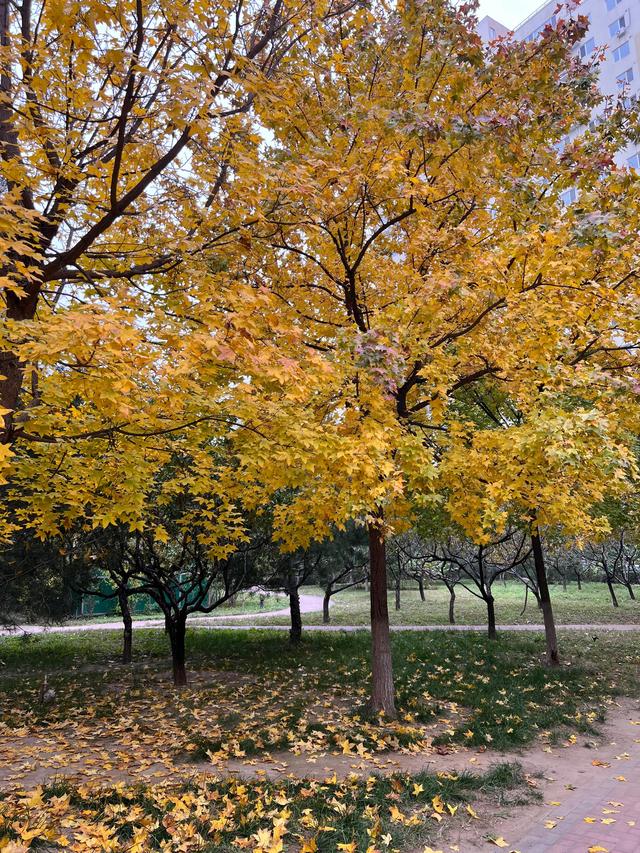 小区里的景色，小区里的景色真美呀（秋天里的小区美景图片）