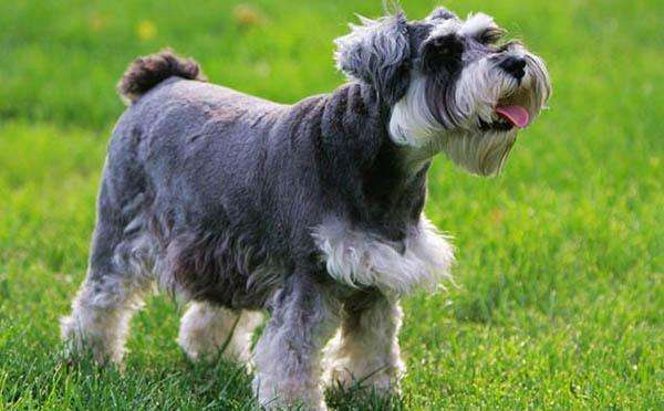 十大适合家养的小型狗，小型宠物狗有哪些（15种适合家庭喂养的小型犬）