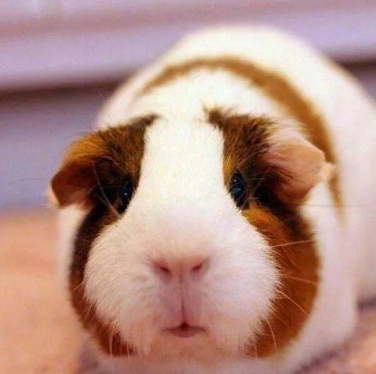 天竺鼠怎么养，养天竺鼠的坏处（如何正确饲养荷兰猪）