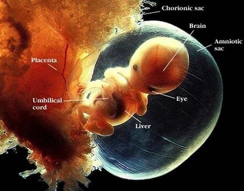 胎儿发育过程图(几张高清图) 