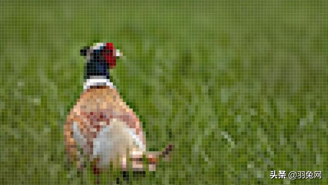 ps怎么放大缩小，ps怎么放大缩小图片（如何在Photoshop中调整图像大小）