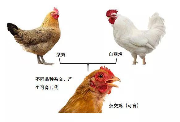 转基因是什么意思，大豆非转基因是什么意思（先从杂交鸡、骡子和狮虎兽开始吧）