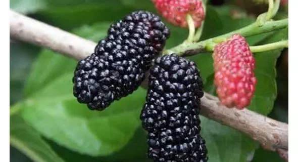 农村常见的10种野生食物，图6名字容易被误会