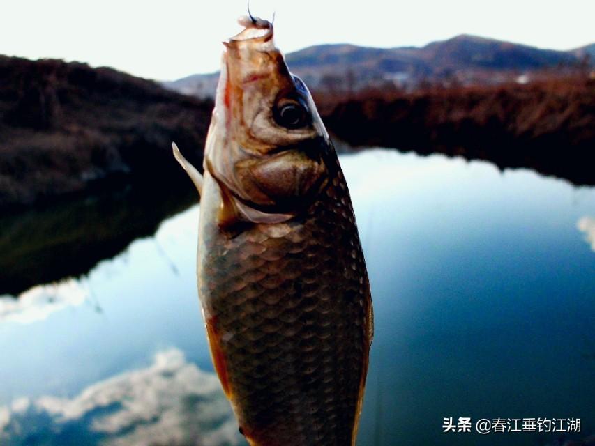 五种实用钓法详解：轻松掌握鲫鱼垂钓技巧，提升上鱼率