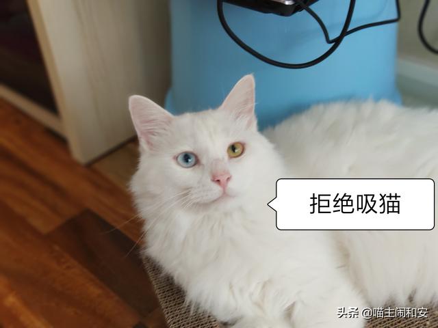 吸猫是啥意思是什么，吸猫到底是什么意思（每天都在狂“吸猫”的你）