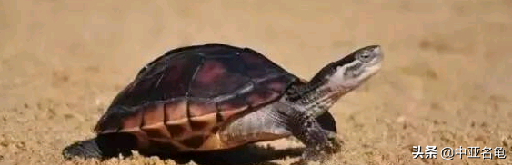 乌龟一般吃什么，家养的小乌龟一般吃什么（最全面的新手养龟攻略）