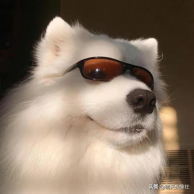 萌宠头像微信，萌宠头像（正如晚来的你皆是笑意）