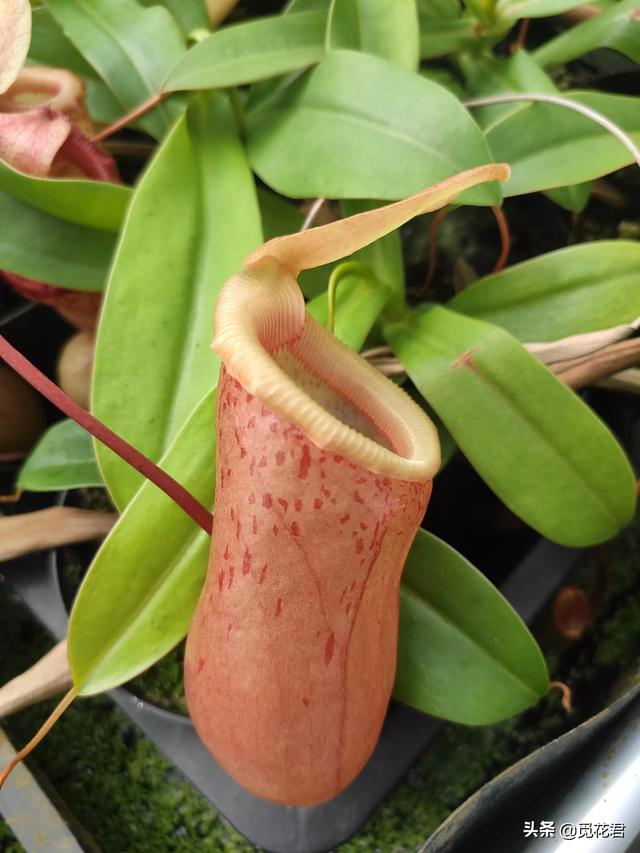 猪笼草（猪笼草图片，不同的生长状态（猪笼草的草的图片）