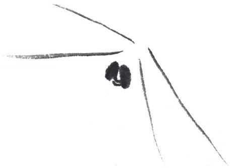 蜻蜓简笔画，蜻蜓简笔画彩色（老艺术家教你几个画法）