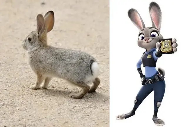 巨型安哥拉兔的八大生活习性，安哥拉兔是最大的兔子吗（你见过最大的兔子有多大）