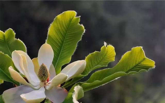 红花木莲树多少钱一株，红花木莲怎么养护（红花木莲，开花太漂亮了）