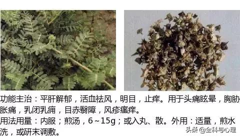 鸡肠风的功效与作用，史上最全中草药图谱