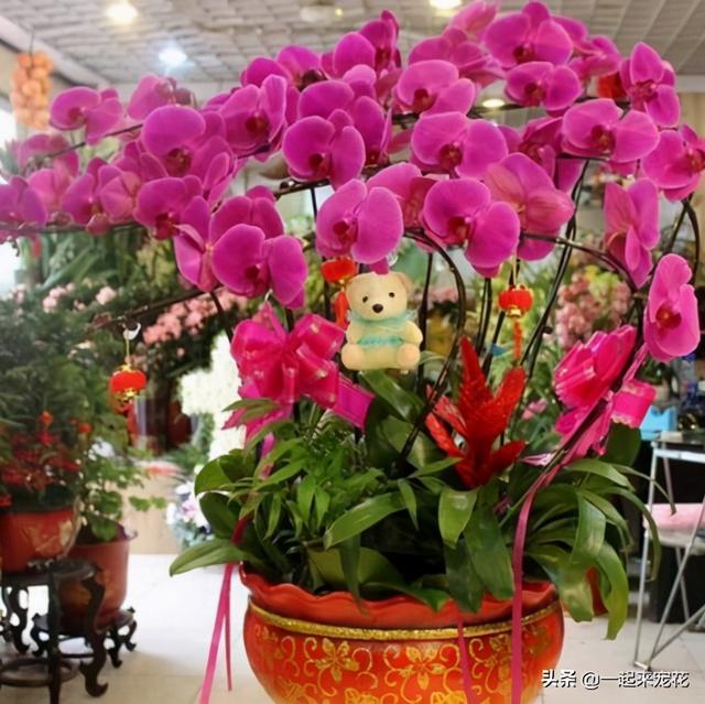 蝴蝶兰开完花后怎么处理方法，蝴蝶兰开花后怎么处理（年年都能绽放群兰）