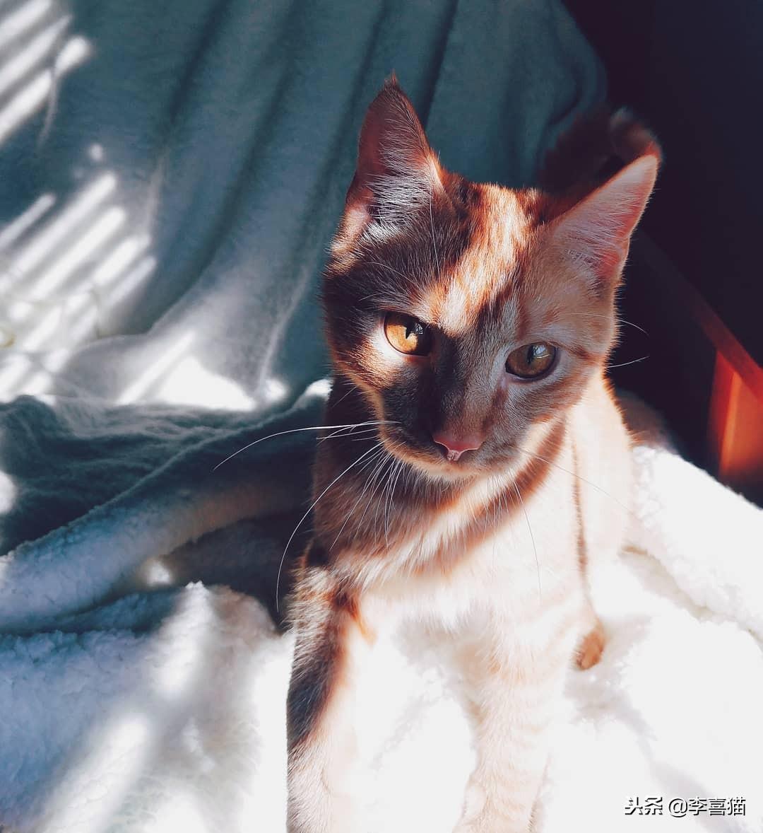 猫能吃猪肉吗(猫咪能喝蛋花汤吗)