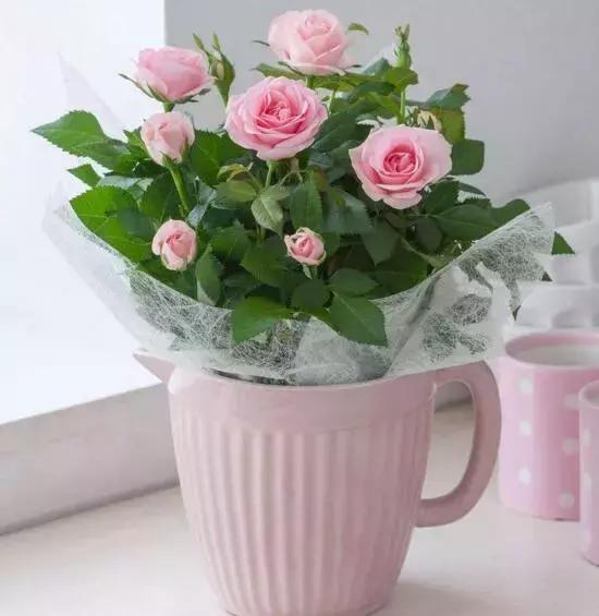 玫瑰花插花的技巧有哪些，怎么样插玫瑰花（这些在家插花的小技巧你get到了吗）