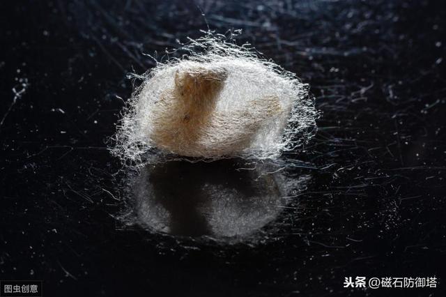 蚕变成蛾的过程（神奇动物之丝绸之路的起源——蚕宝宝变形记）