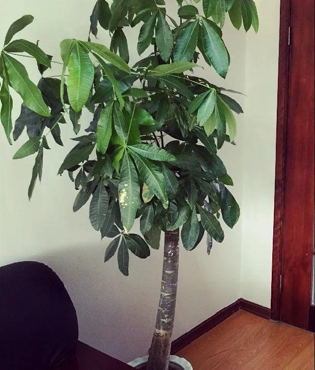 虎刺梅生虫怎么解决，虎刺梅长虫子怎么办（离太近都不好）