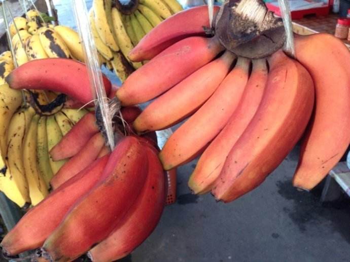 红蕉的栽培要点，红香蕉适合哪些地区种植（红色的香蕉你见过吗）