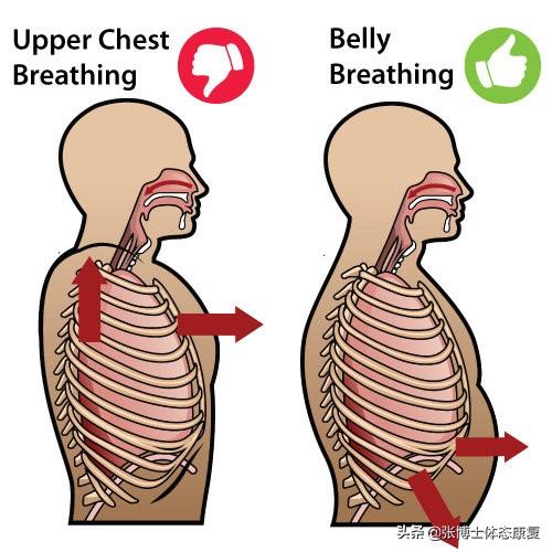 横膈膜呼吸法，横膈膜呼吸法有什么用（<膈式呼吸>对核心稳定性的影响）