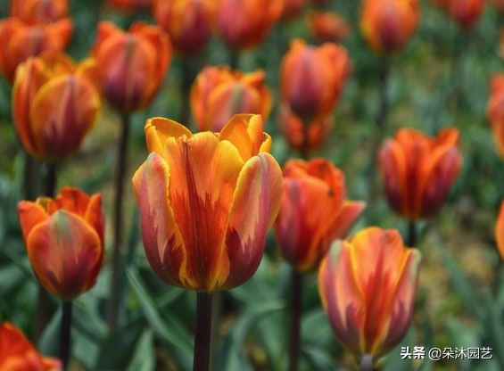 郁金香是什么颜色，郁金香代表什么（不同颜色郁金香的花语和寓意）
