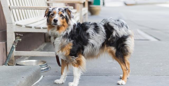 长不大的宠物狗，迷你澳大利亚牧羊犬（长不大的狗狗品种）