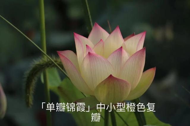 海尔芙拉的花期，海尔芙拉花苞（最能代表夏天的植物——碗莲、睡莲）