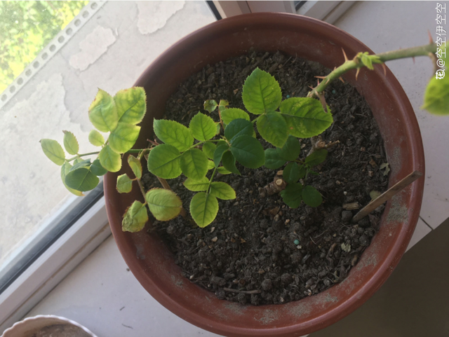 栀子花叶子发黄是什么原因，栀子花叶子发黄的原因是什么（栀子花叶子发黄）