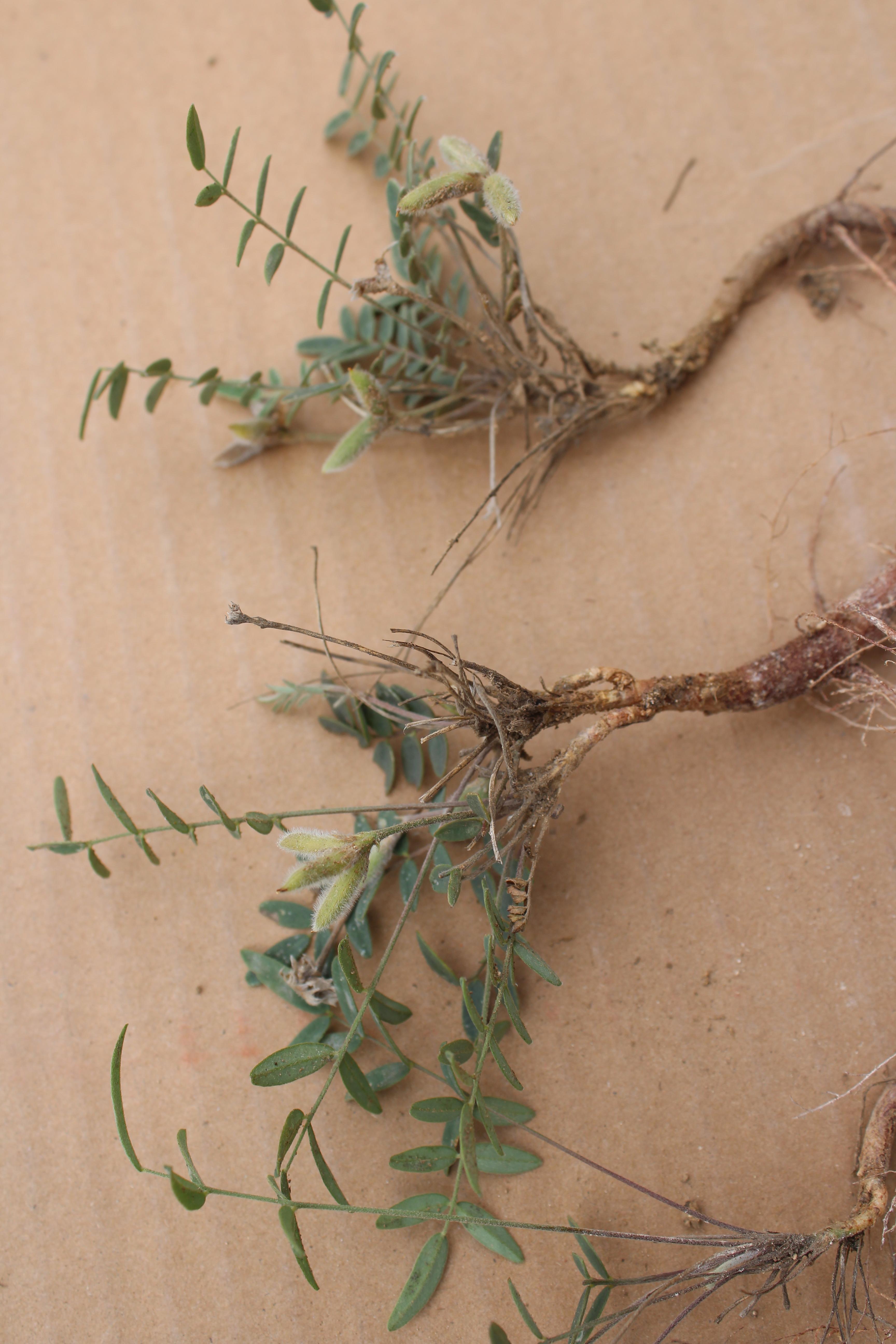 中药地丁草的功效与图片(中药草地丁图片)-柯彬网