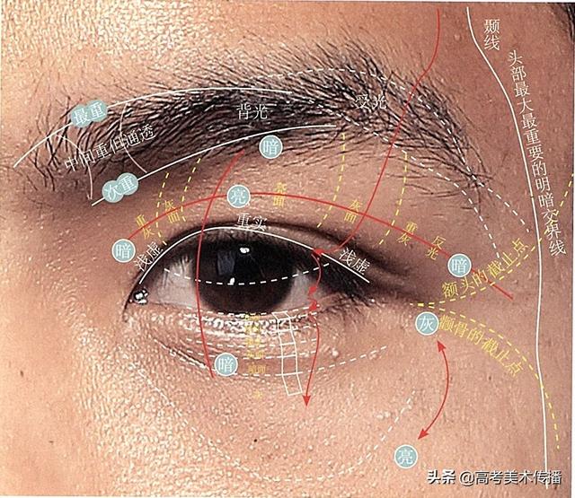 眉毛的结构图，眉毛的基本结构（五官及头、颈、肩关系解析）