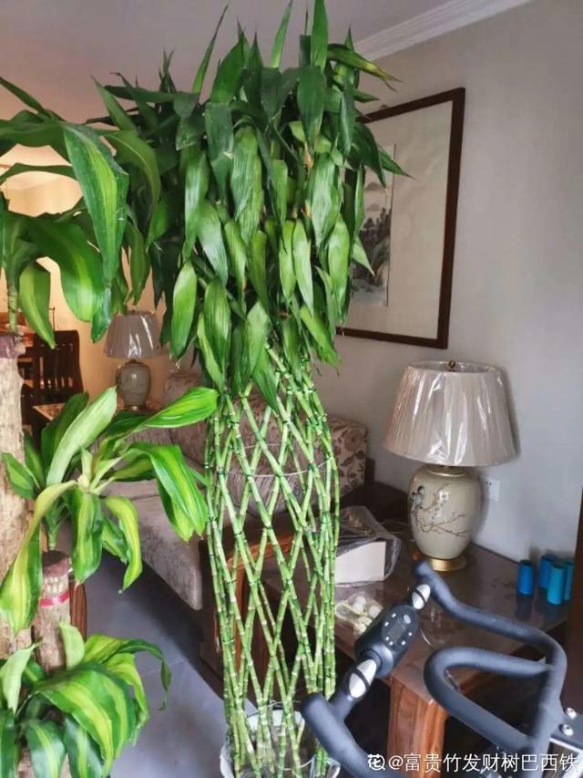 栀子花叶子发黄是什么原因，栀子花叶子发黄的原因是什么（栀子花叶子发黄）