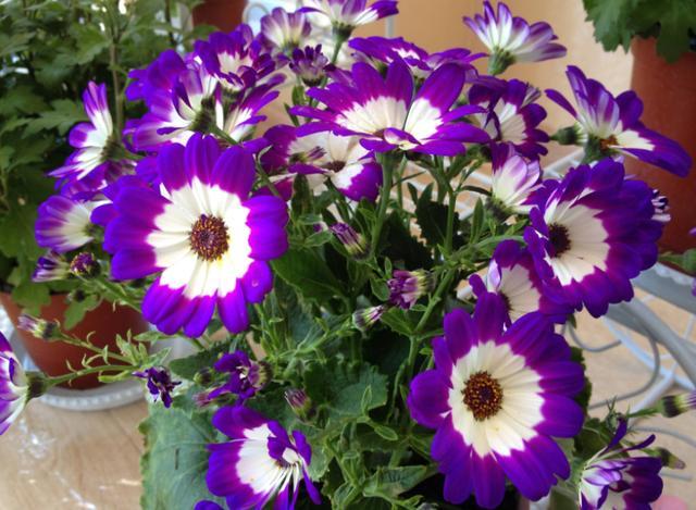 天堂鸟花语，天堂鸟花图片（你知道大自然中这些花的花语吗）